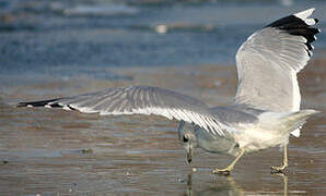 Common Gull