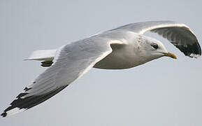 Mew Gull