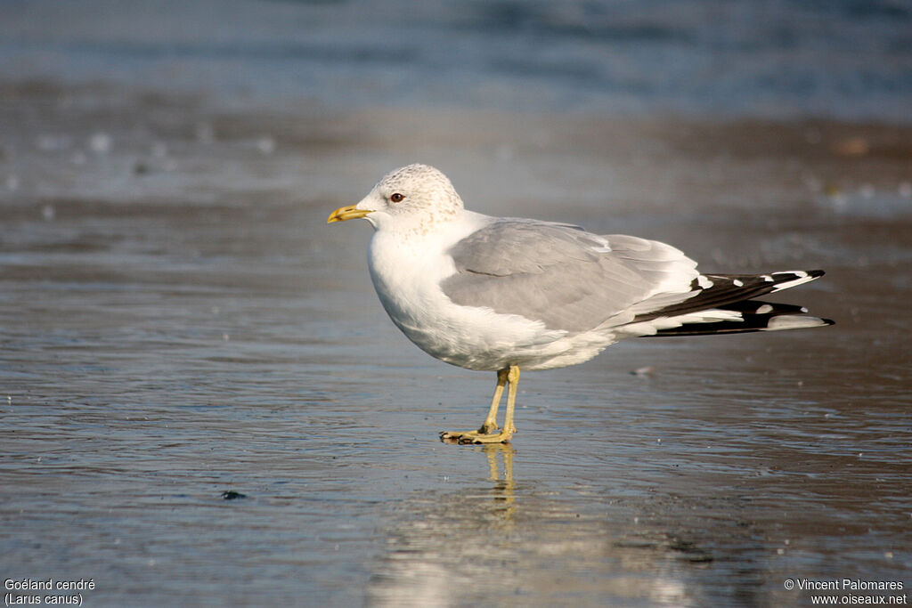 Common Gulladult post breeding