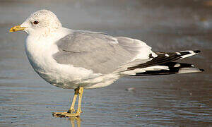 Common Gull