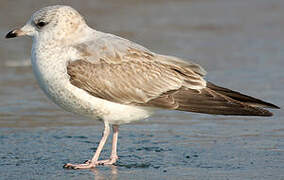 Common Gull