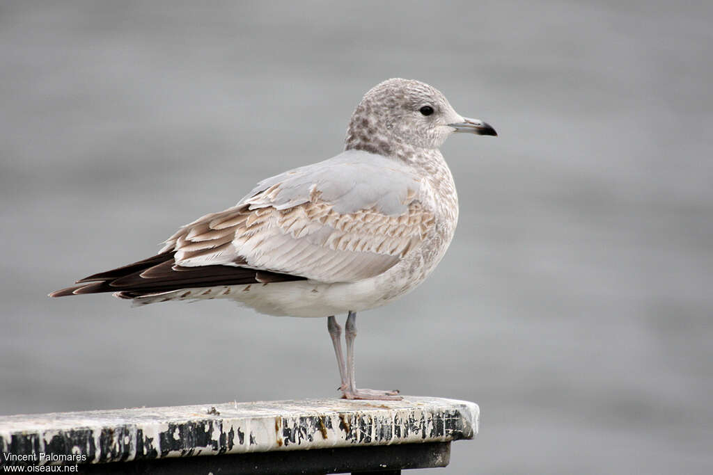 Common GullSecond year, identification