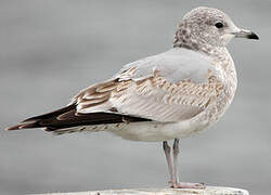 Common Gull