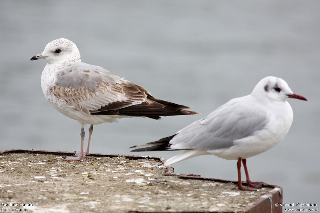 Common GullSecond year