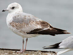 Mew Gull