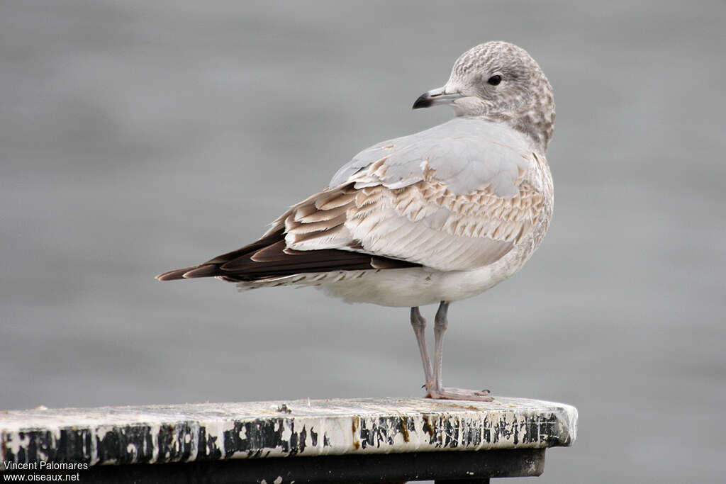 Common GullSecond year, identification