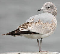 Common Gull