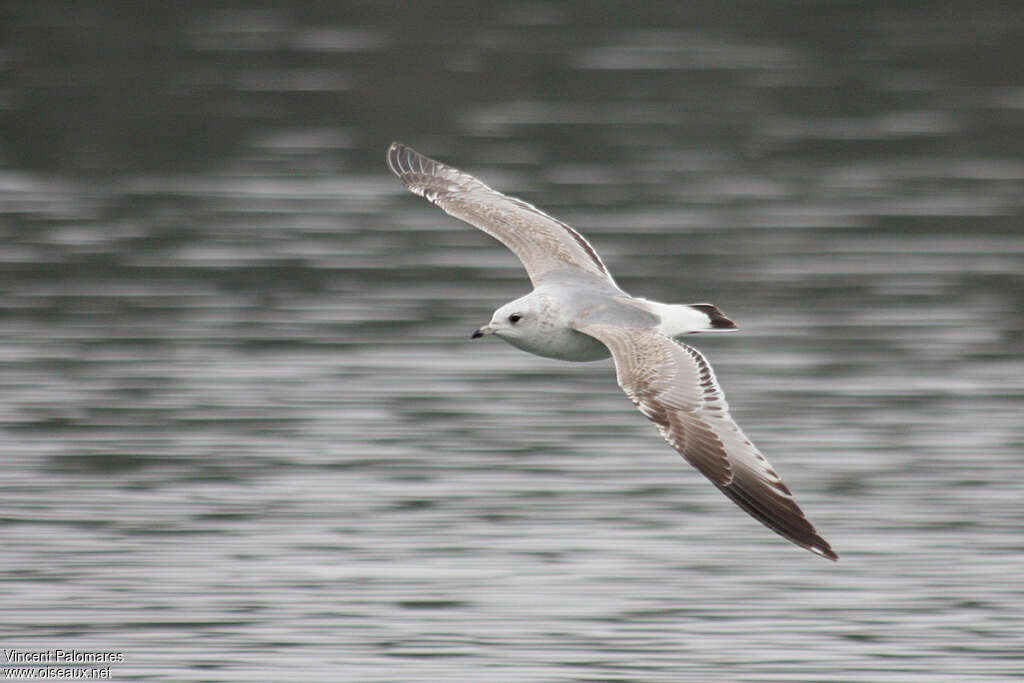 Common GullSecond year, identification