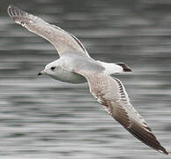 Common Gull