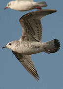 Common Gull