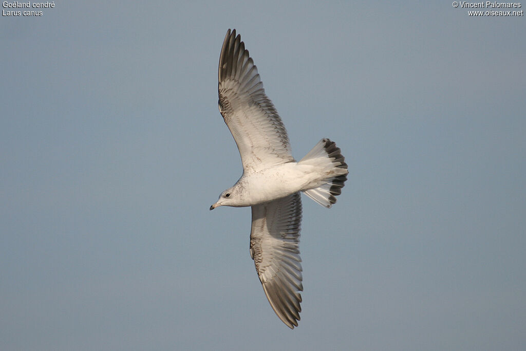 Common Gull