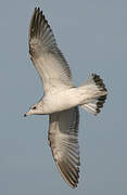 Common Gull