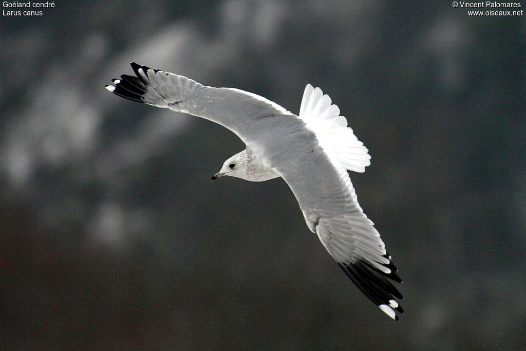 Common Gull