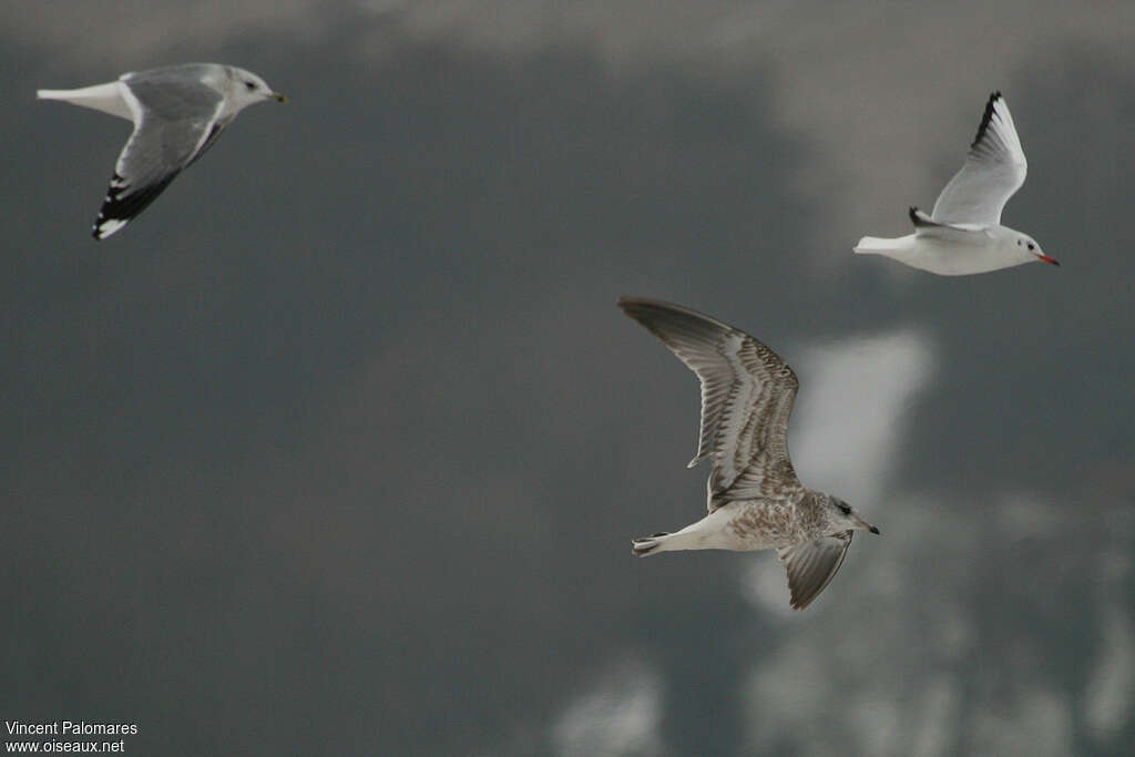 Common GullSecond year, identification