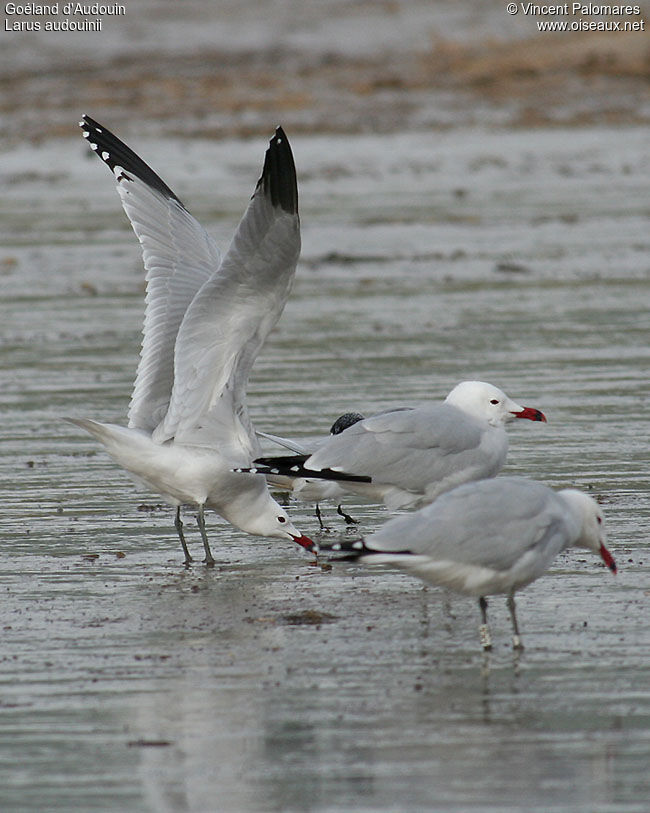 Audouin's Gull