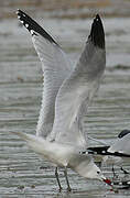 Audouin's Gull