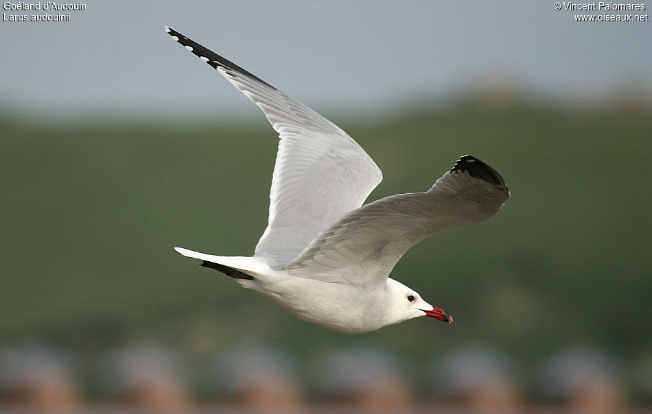 Audouin's Gull