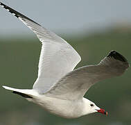 Audouin's Gull