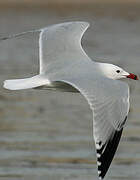 Audouin's Gull