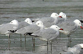 Audouin's Gull