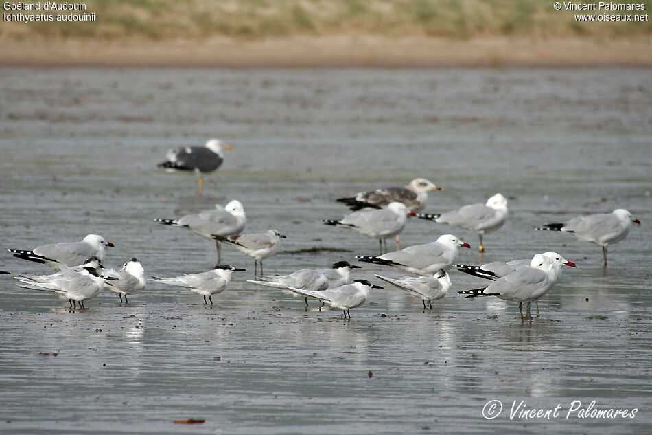 Audouin's Gull