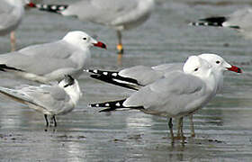 Audouin's Gull