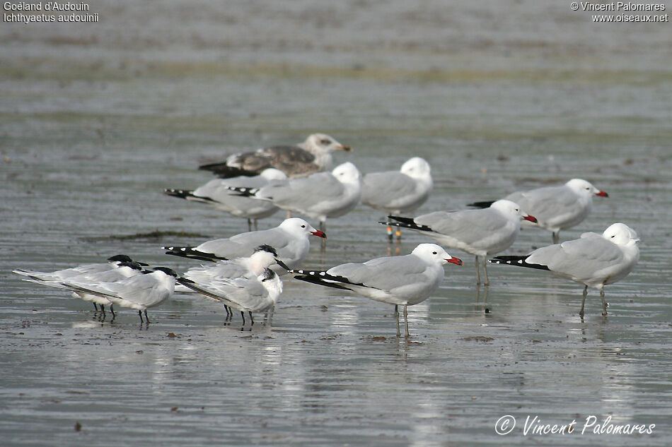 Audouin's Gull