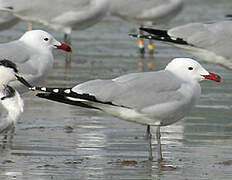 Audouin's Gull