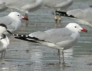 Goéland d'Audouin