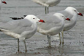 Audouin's Gull