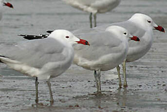 Goéland d'Audouin