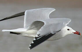 Audouin's Gull