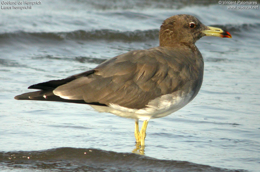 Sooty Gull