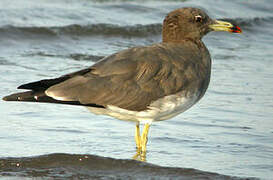 Sooty Gull