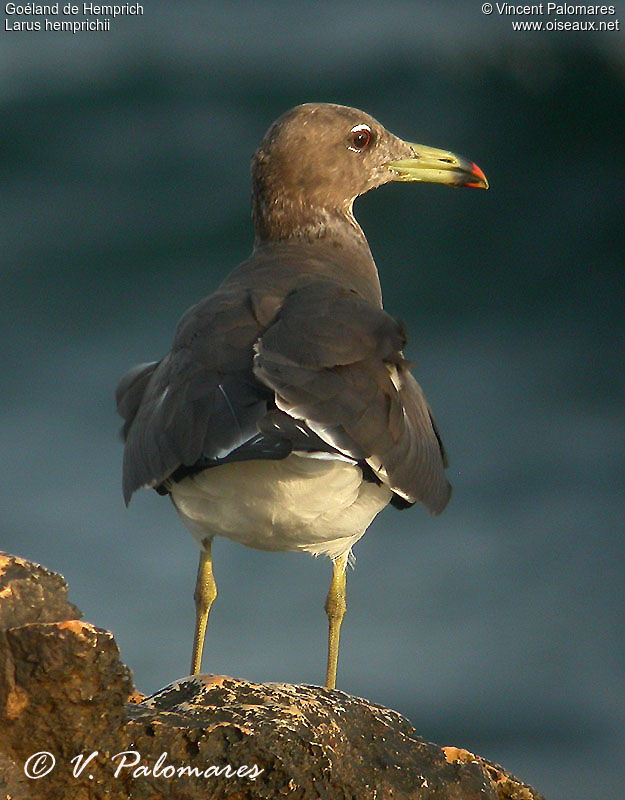 Sooty Gull