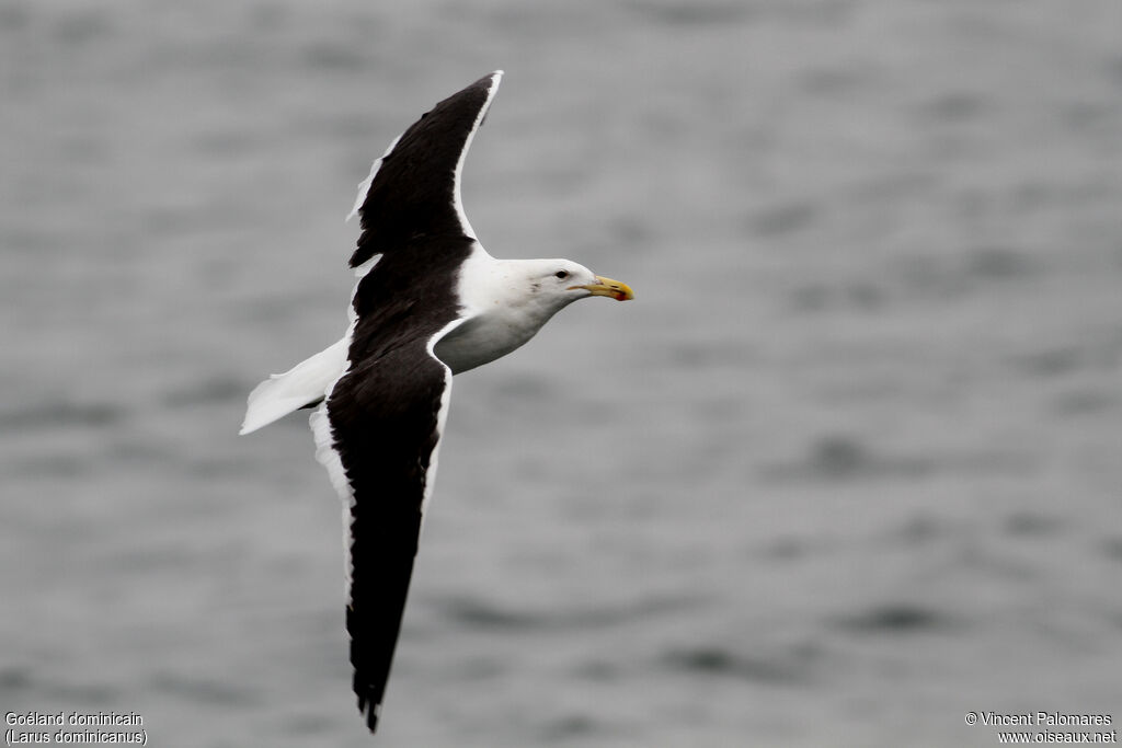 Kelp Gulladult, Flight