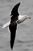 Kelp Gull