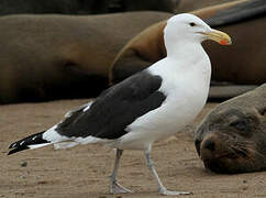 Kelp Gull