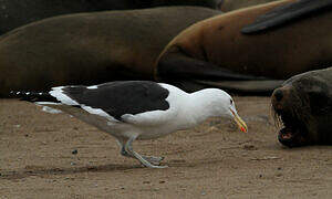 Kelp Gull