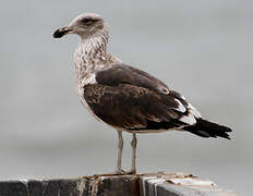 Kelp Gull