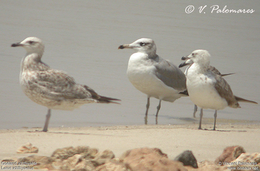 Pallas's Gull