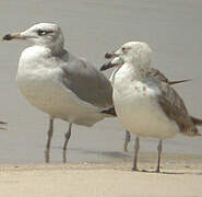 Pallas's Gull