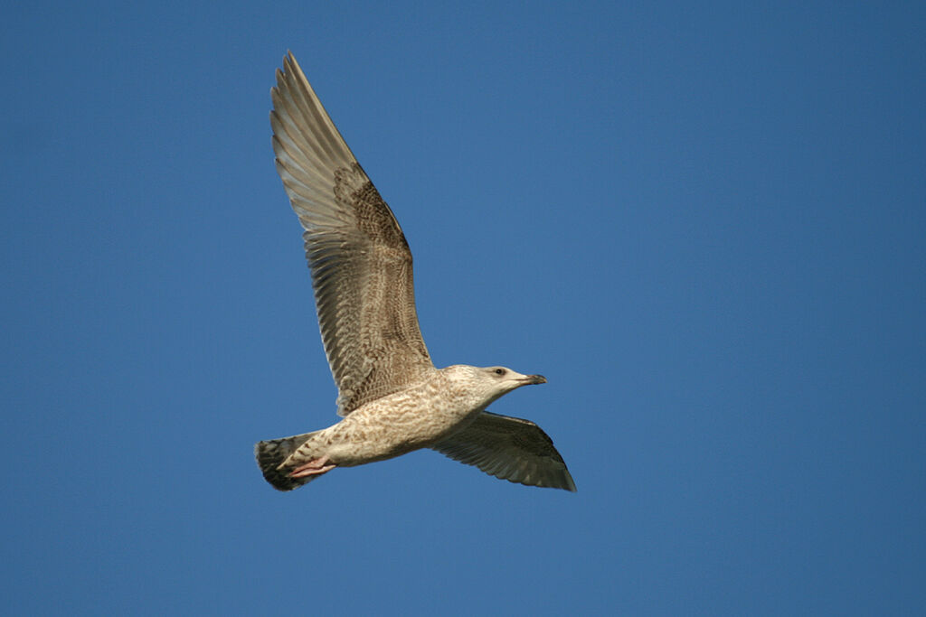 Yellow-legged Gull