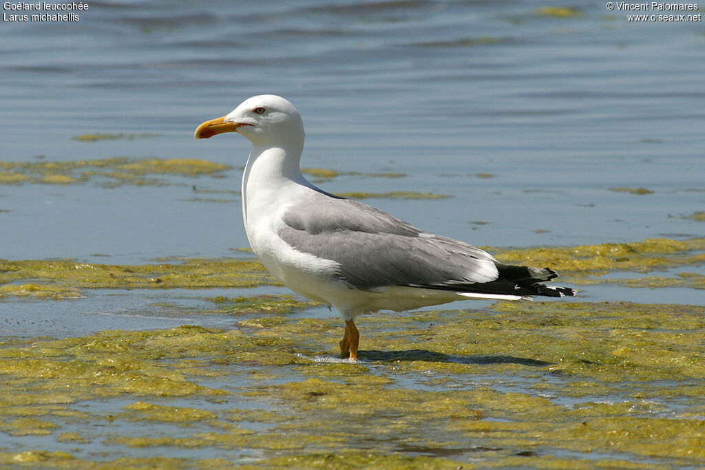 Goéland leucophée