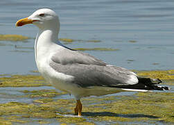 Yellow-legged Gull