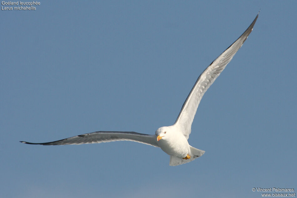 Yellow-legged Gull