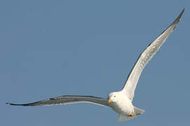 Yellow-legged Gull