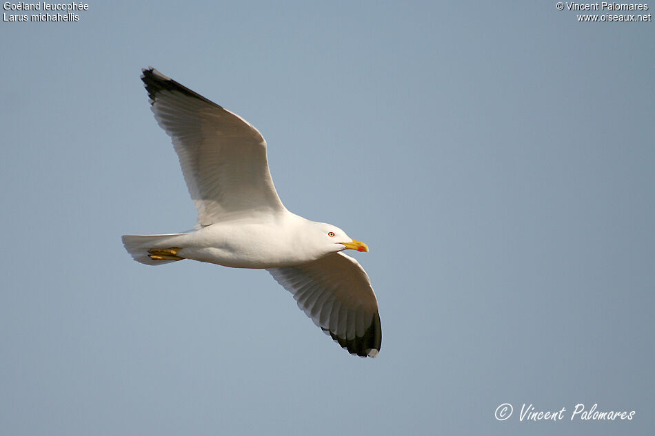 Yellow-legged Gulladult