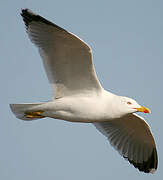 Yellow-legged Gull