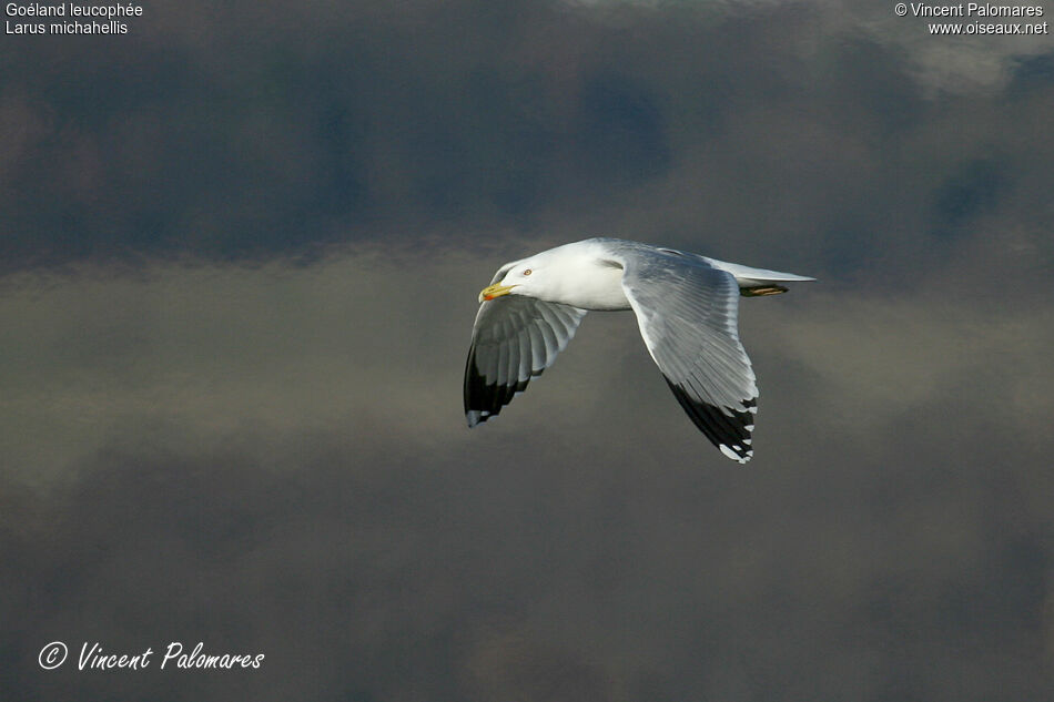 Yellow-legged Gulladult